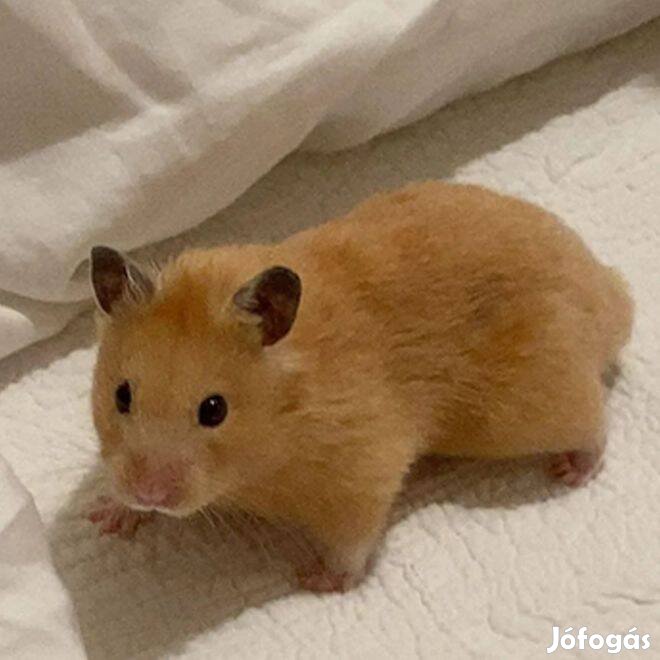Eladó fiatal szíriai aranyhörcsögök