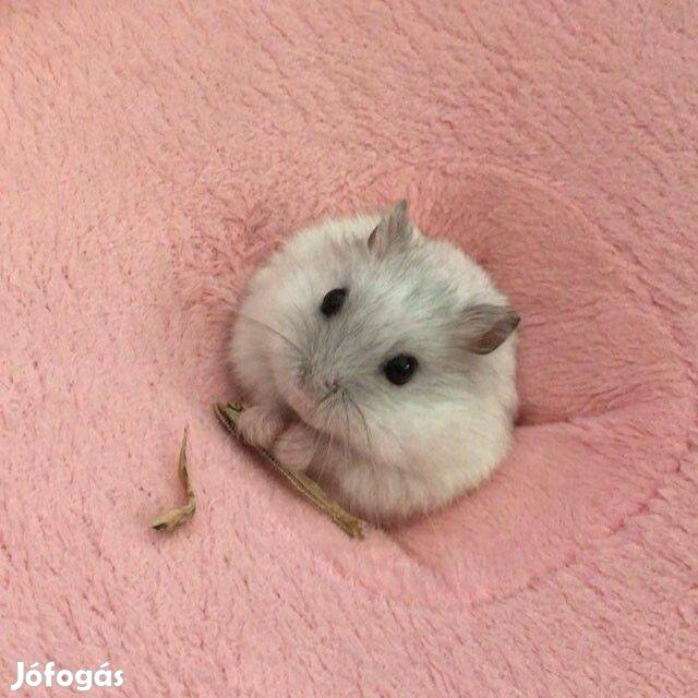 Eladó fiatal törpehörcsögök