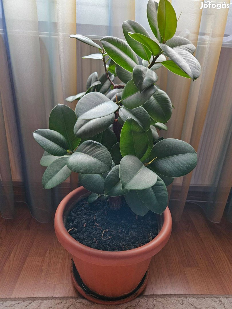 Eladó ficus szobanövény