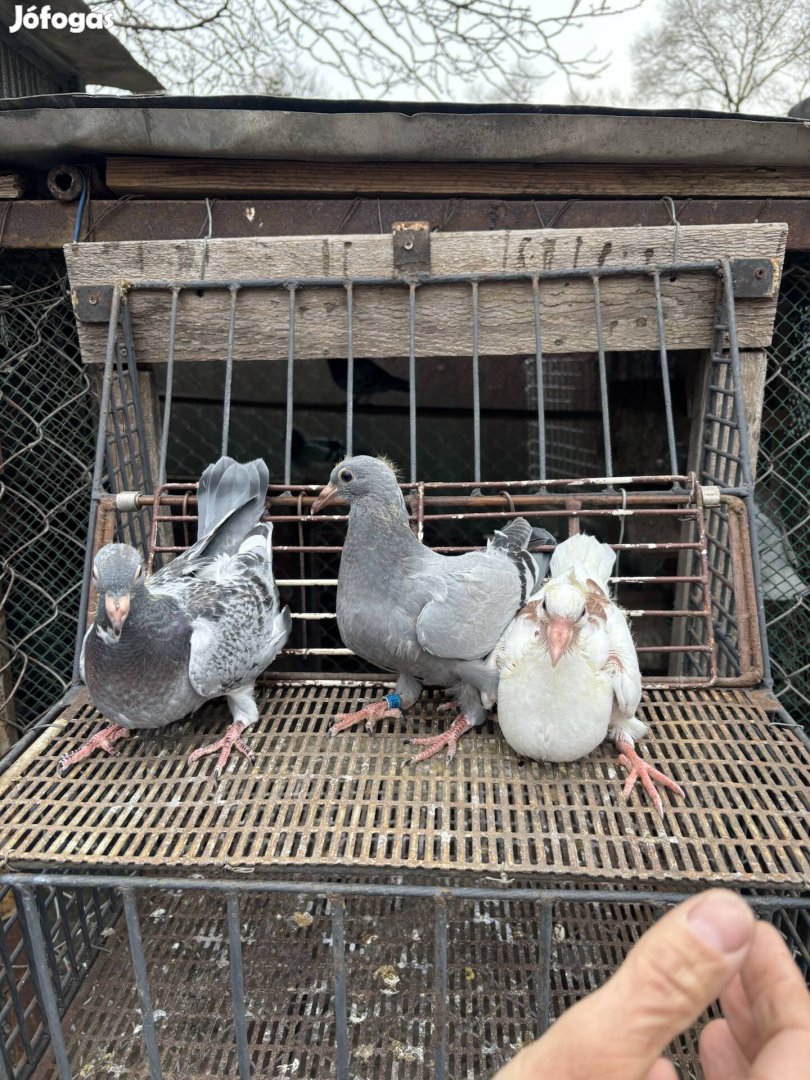 Eladó fiók galamb