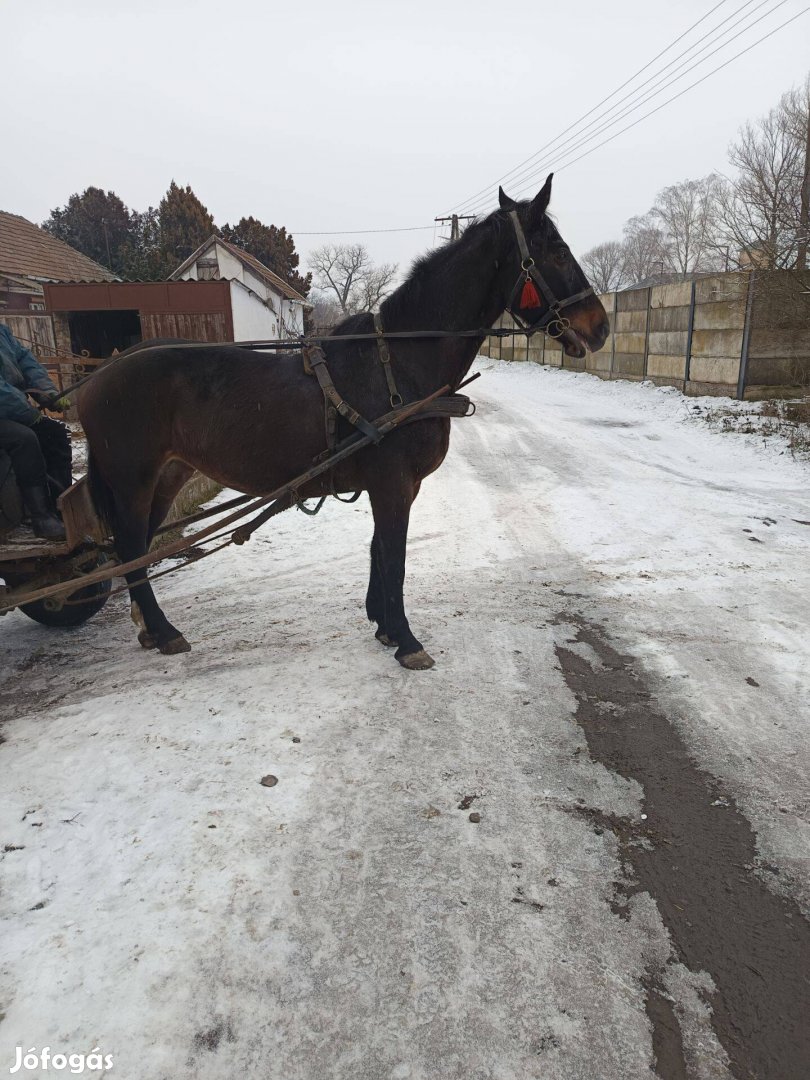 Eladó fogatom vagy csere!!!