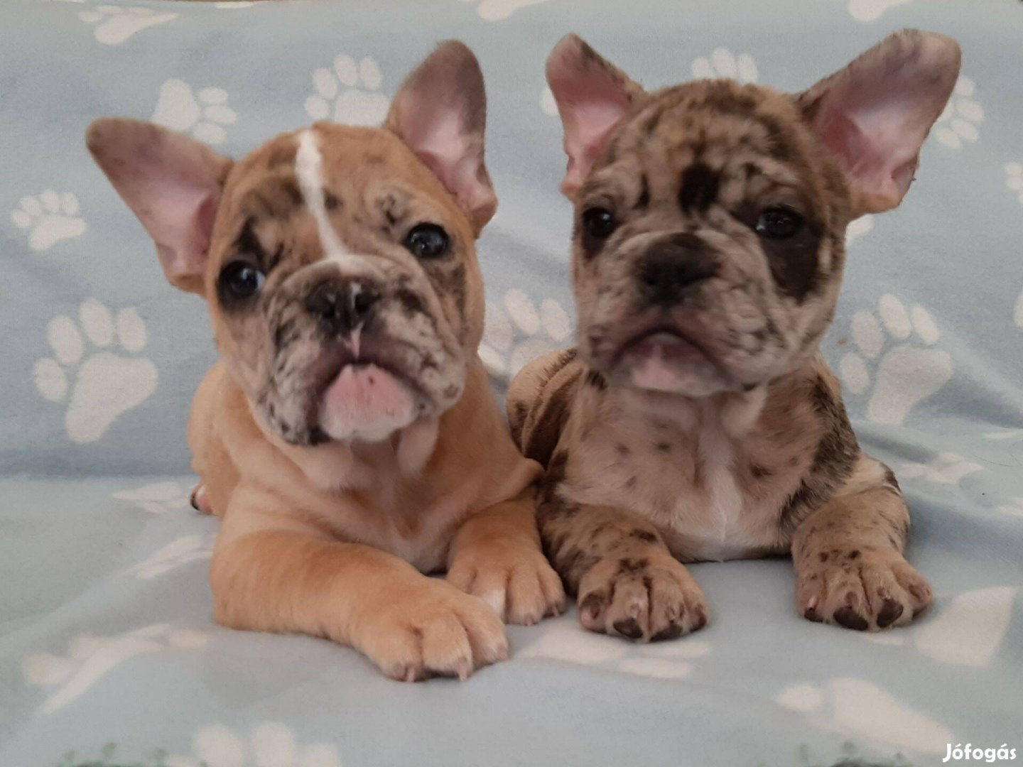 Eladó francia bulldog brindle, merle