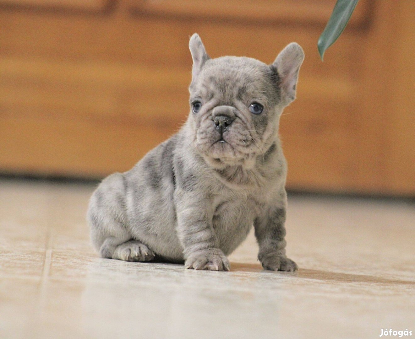 Eladó francia bulldog kiskutyák