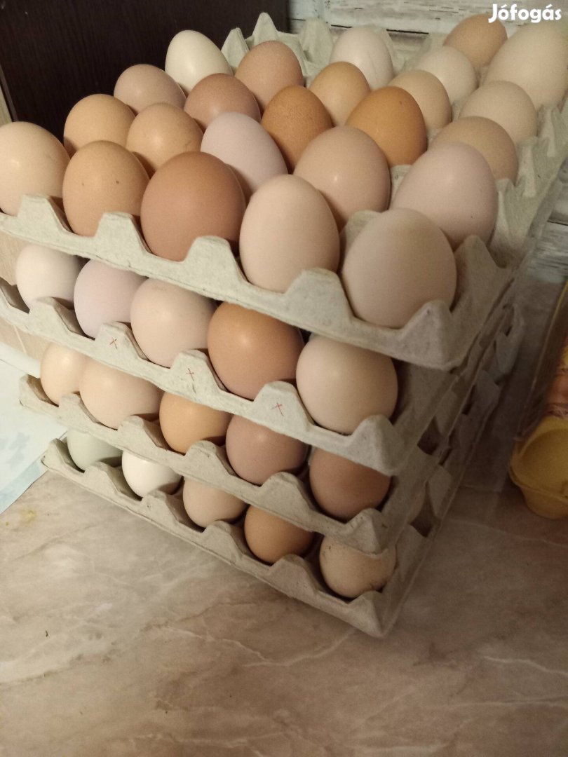 Eladó friss házi tojás