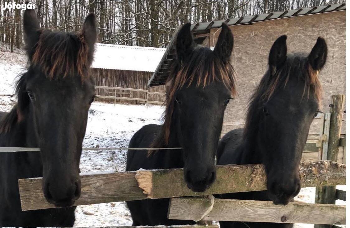 Eladó fríz csikók: 1 mén, 2 kanca