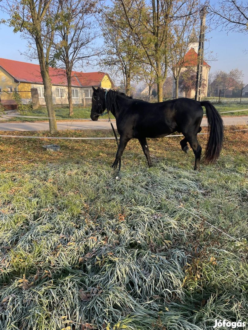 Eladó friz félvér csödör csiko