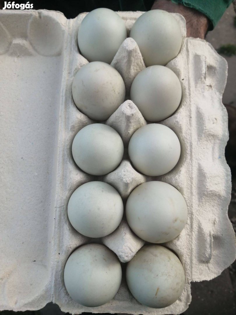 Eladó futókacsa tojás