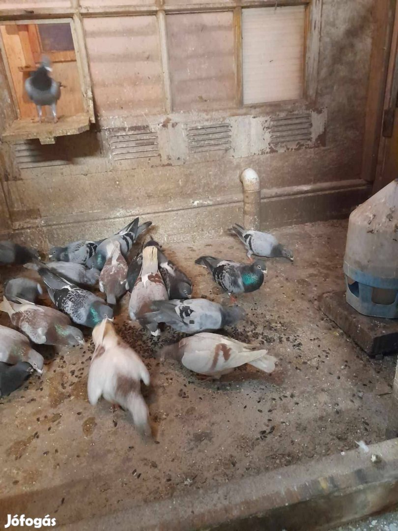 Eladó galambok