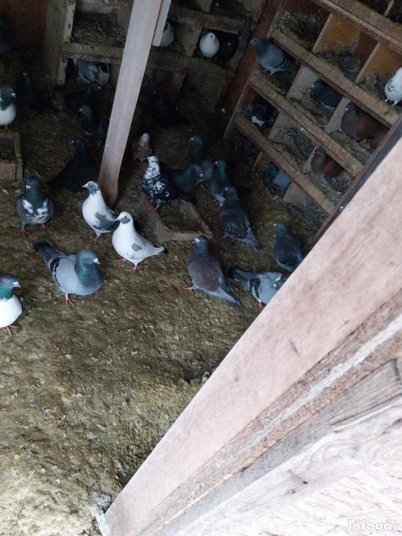 Eladó galambok