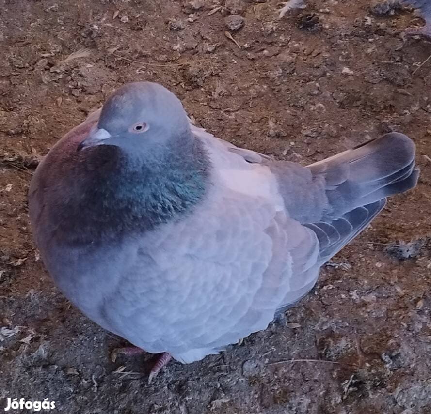 Eladó galambok, tojók