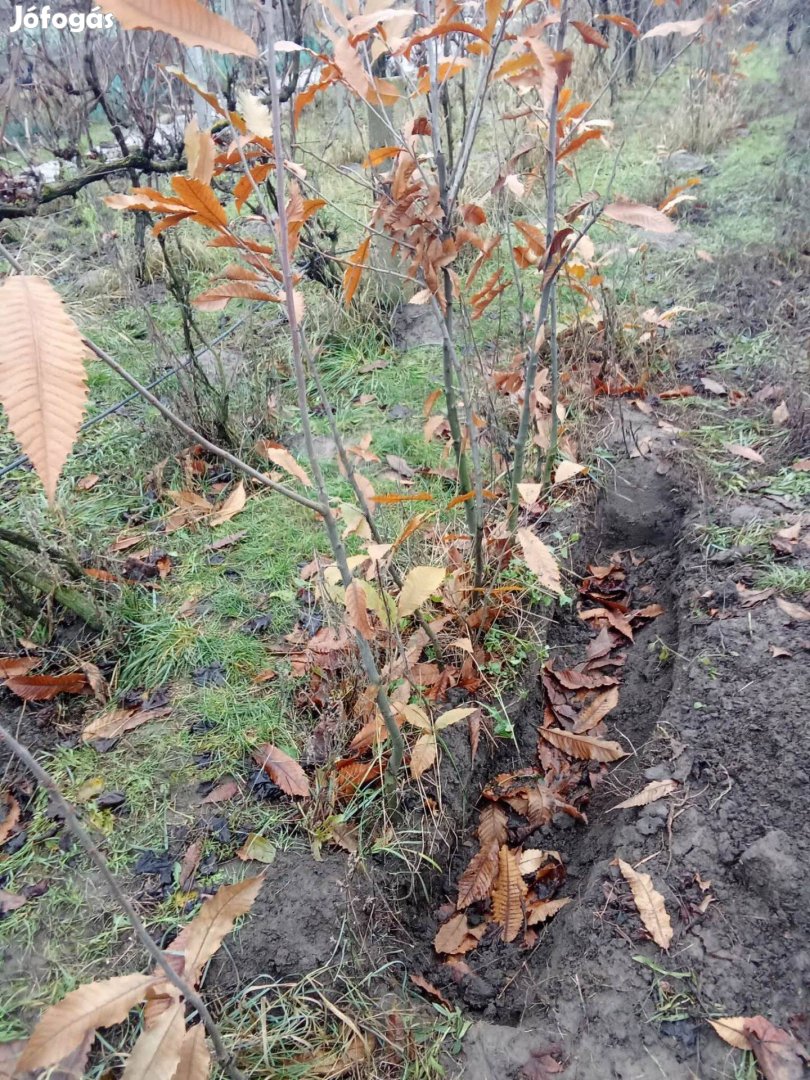 Eladó gesztenyefa csemete