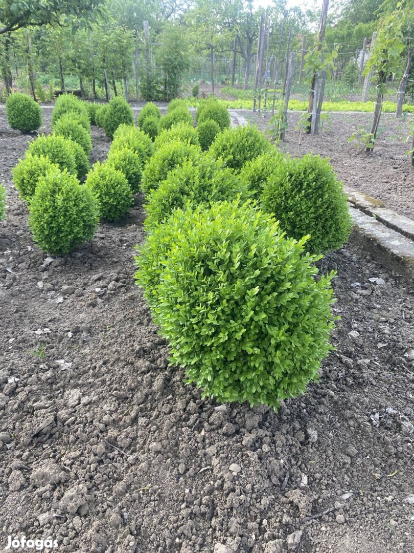 Eladó gömbsövény ( buxus)