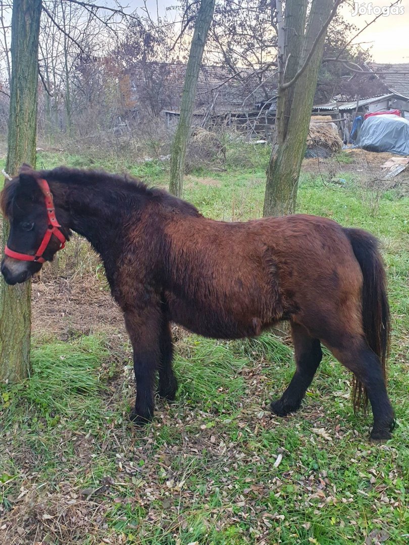 Elado gyerek barát kanca poni