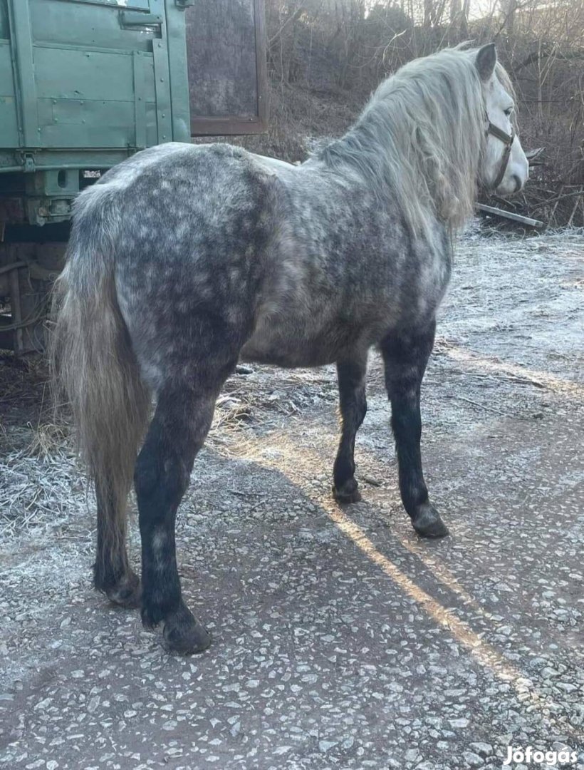 Eladó gyerekbarát csődör póni  