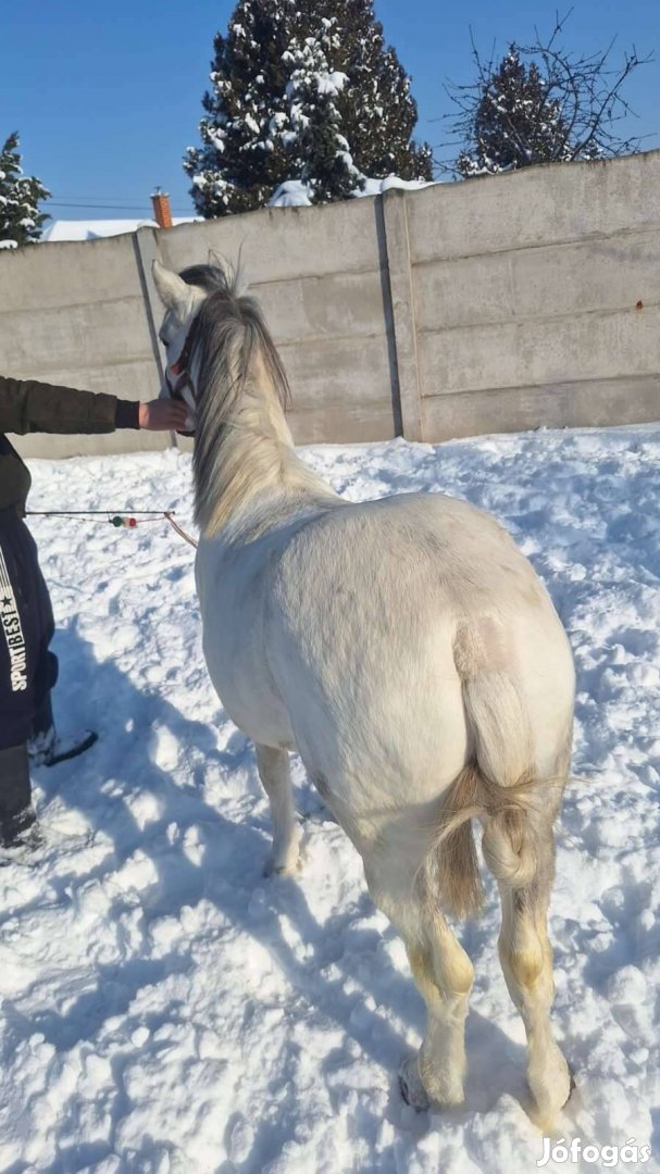 Eladó gyerekbarát póni