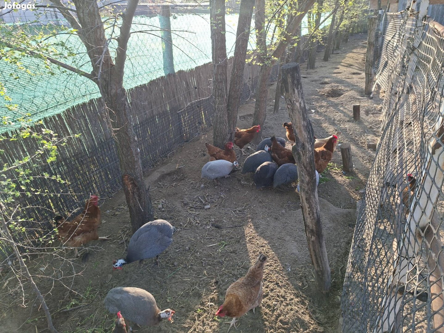 Eladó gyöngyök de csak egyben!