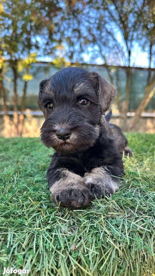 Eladó gyönyörű, törzskönyvezett Törpe Schnauzer kan kiskutya