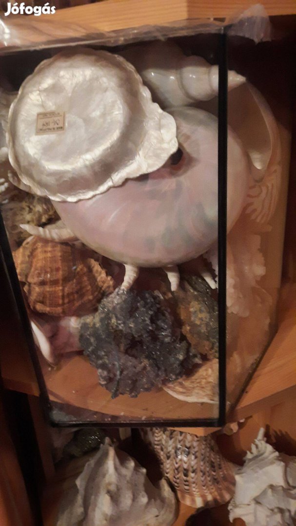 Eladó hagyatékból gyűjtőknek nagyon szép tengeri kagyló-csiga gyűjtemé