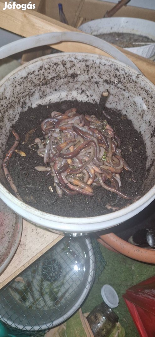 Eladó harmatgiliszta,Vastag giliszta!