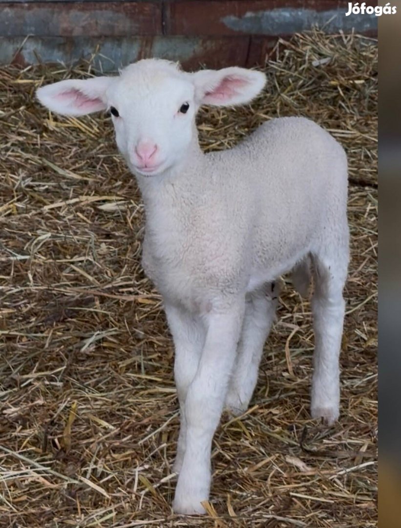 Eladó hasas birkak Es 60 db bárány