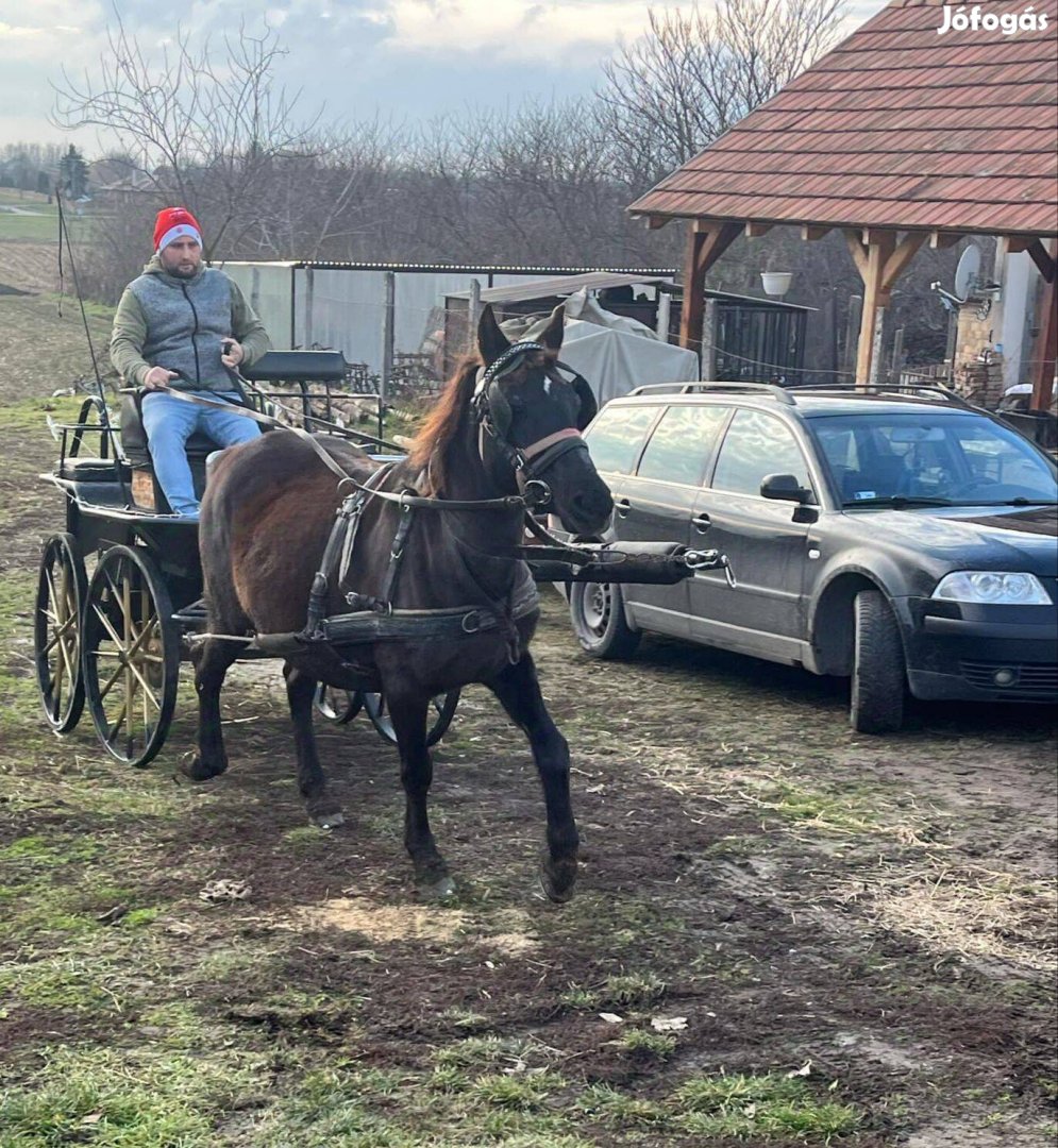 Eladó hasas kanca