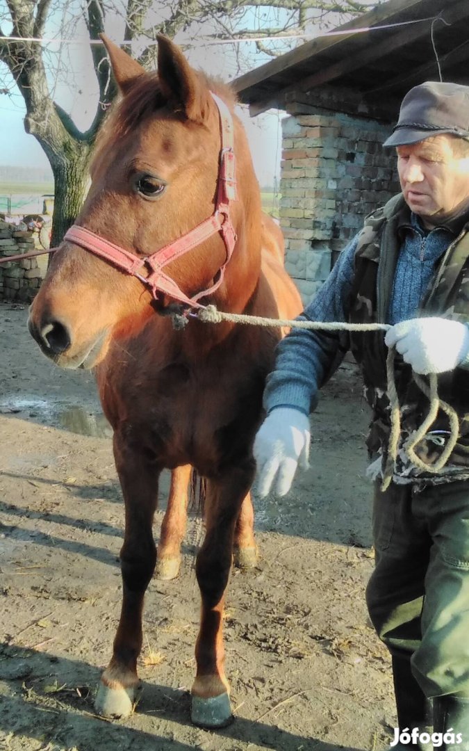 Eladó hasas kanca 