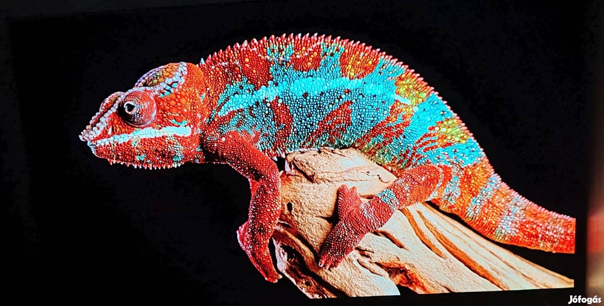 Eladó használt LG OLED55CX3 55" TV kifogástalan állapotban