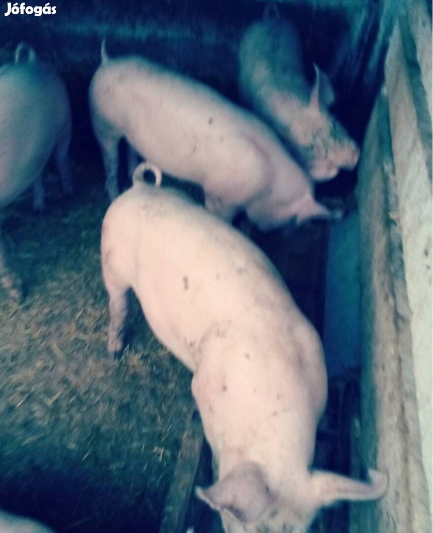 Eladó haszonállat.