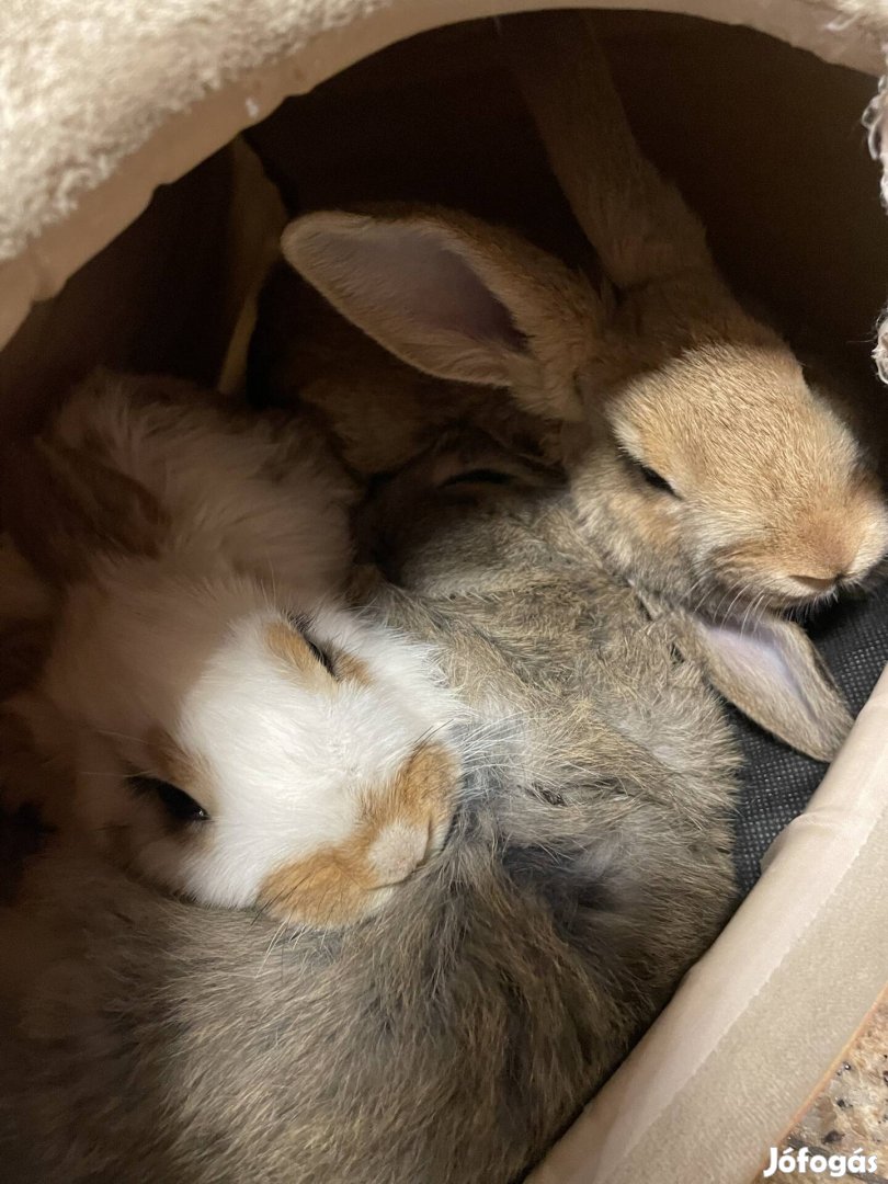 Eladó házi és törpe nyulak, husvéti nyulak