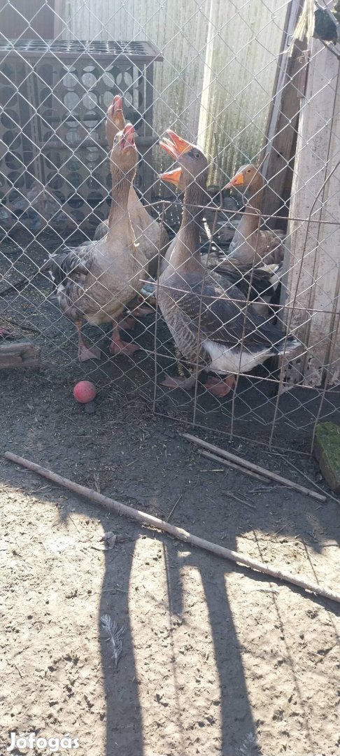 Eladó házi liba