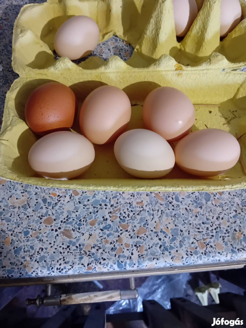 Eladó házi tyúk tojás keltetése