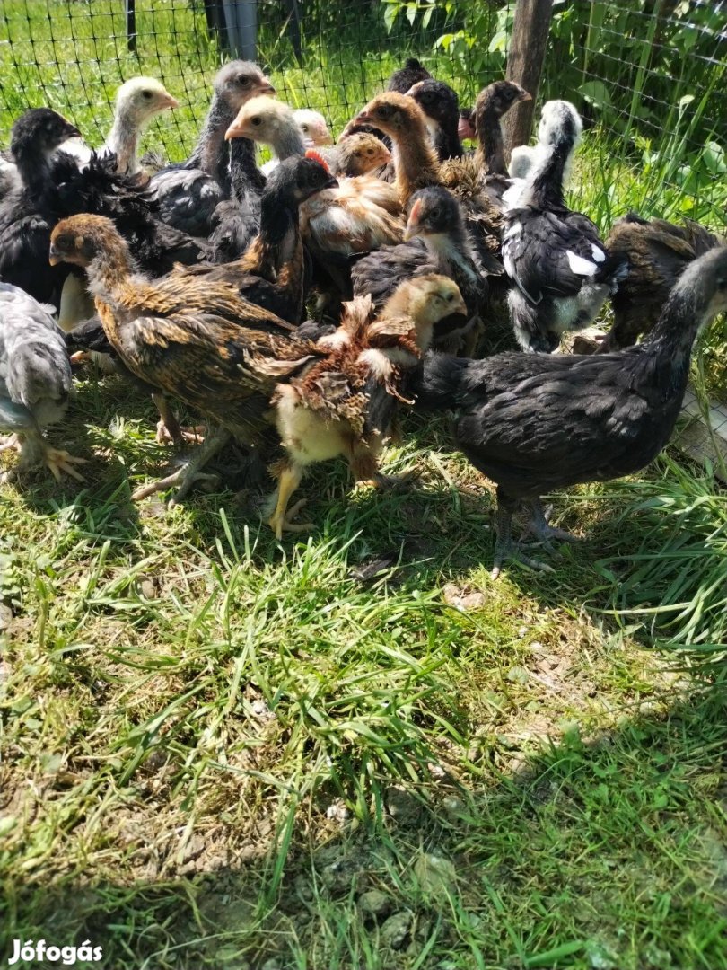 Eladó háztáji csibék (csirke)