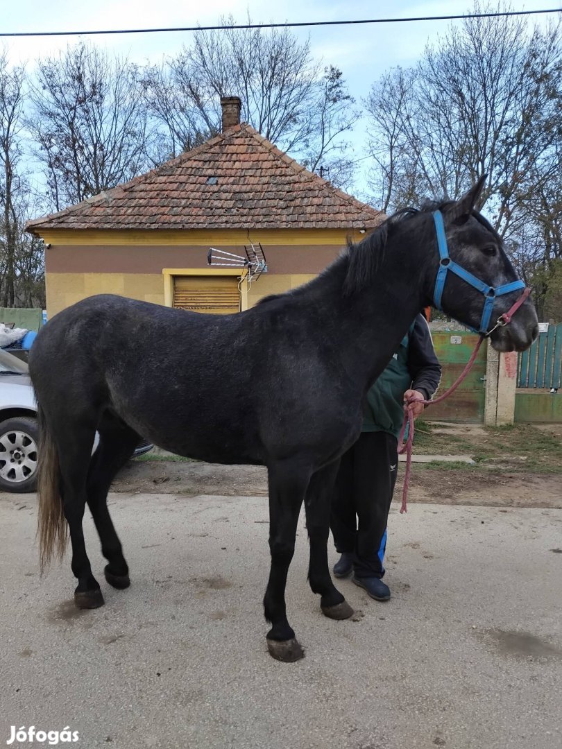 Eladó herélt csikó 