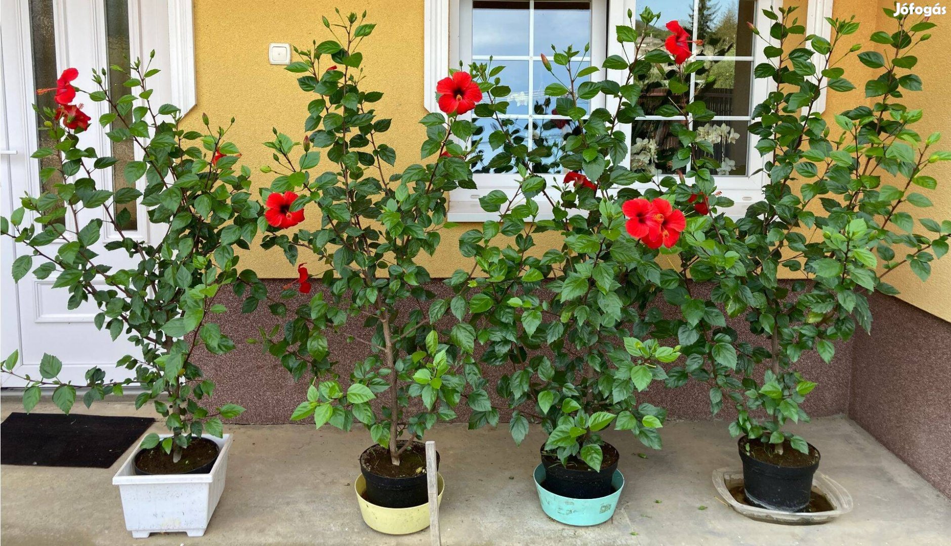 Eladó hibiszkuszok több méretben