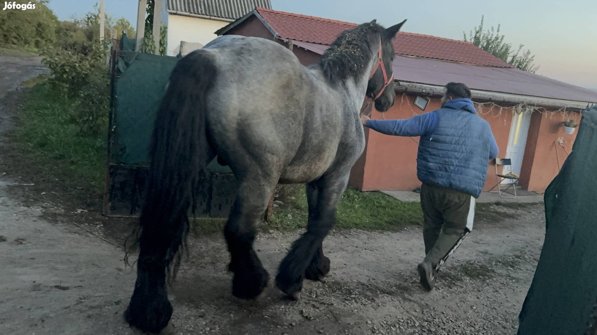 Eladó hideg vérű belga lovak 1 évesek