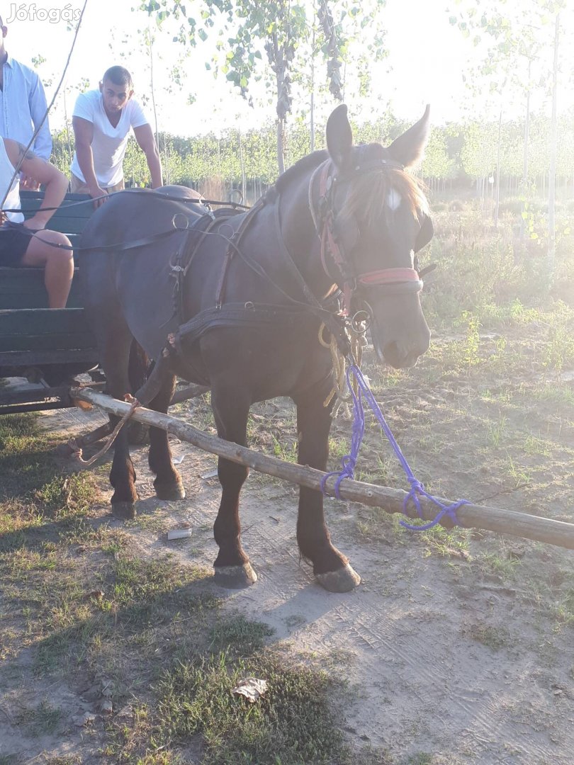 Eladó hideg vérű csikó