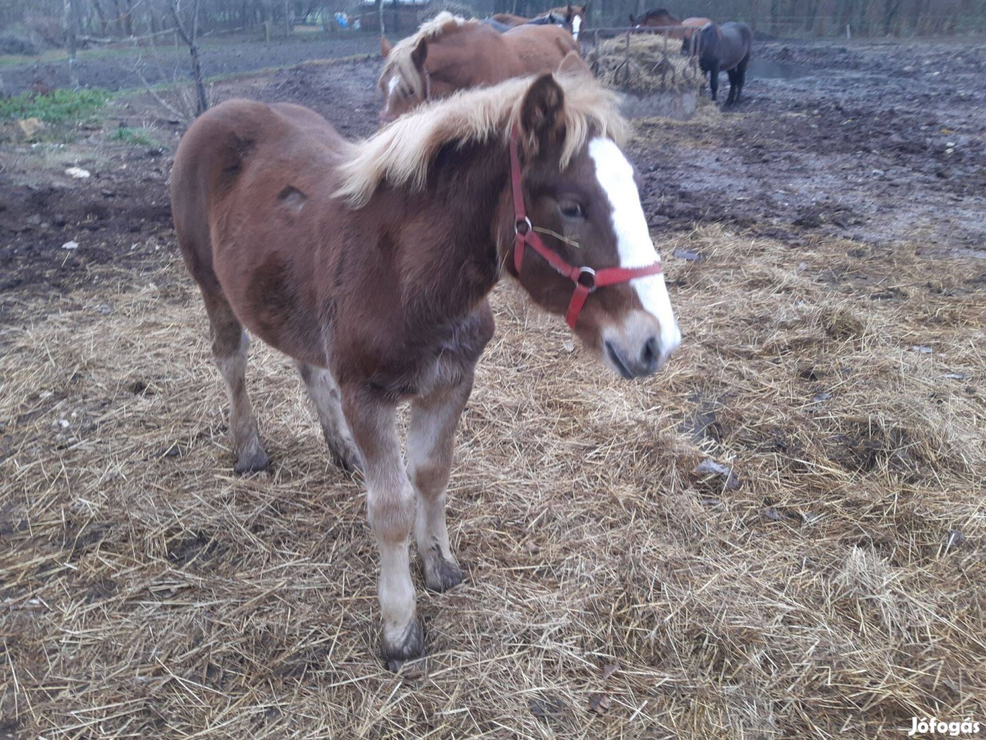 Eladó hidegvérű csikó