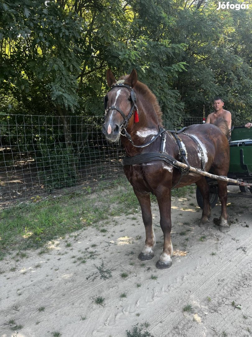 Eladó hidegvérű csődör 