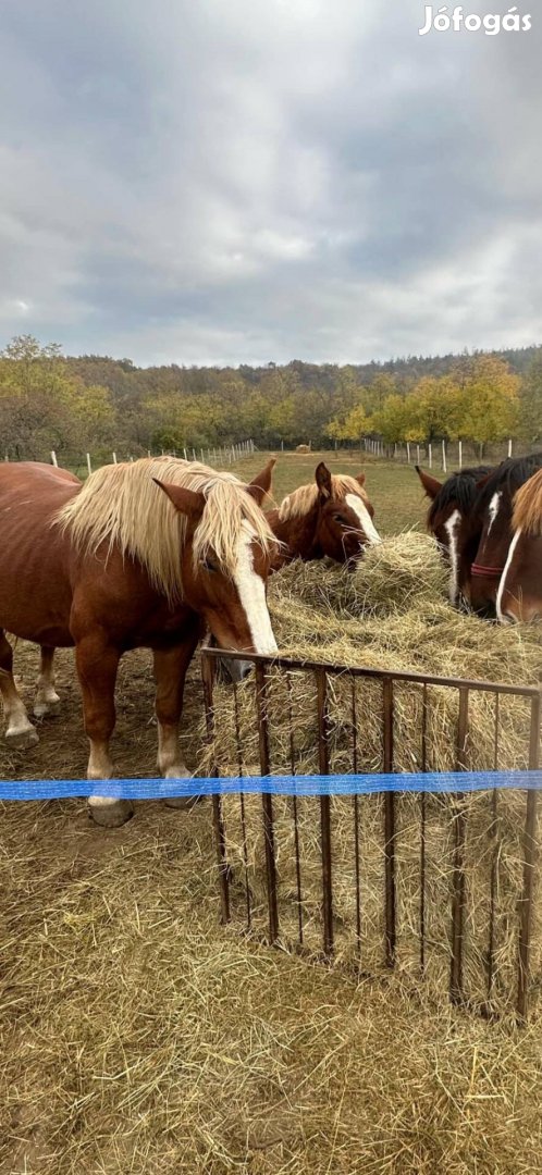 Eladó hidegvérű csődör csikó