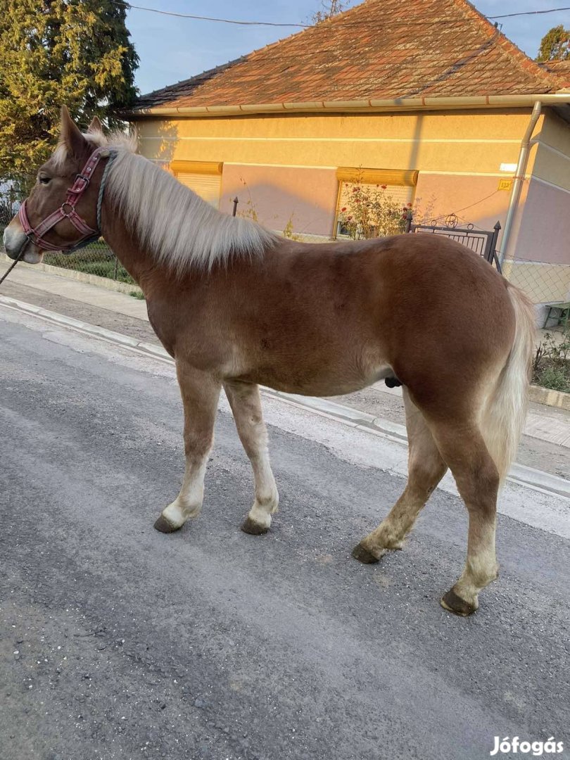 Eladó hidegvérű csödör csikó