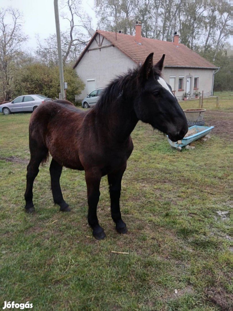 Eladó hidegvérű csődör csikó!