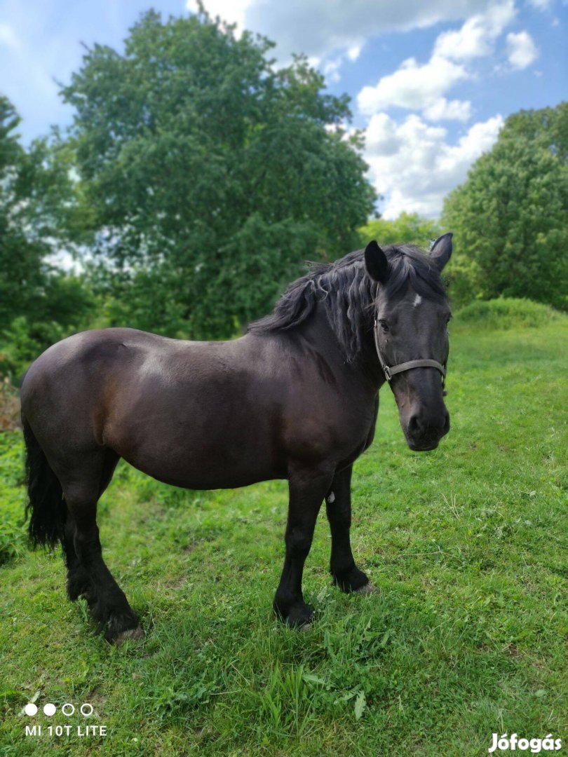 Eladó hidegvérű kanca