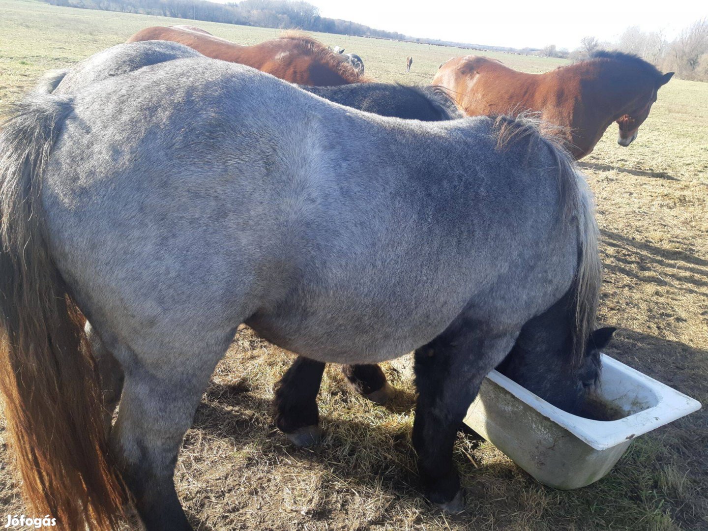 Eladó hidegvérű kanca csikó