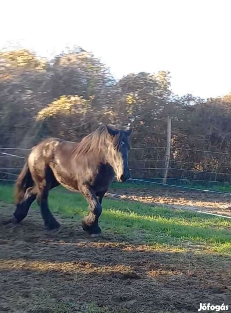 Eladó hidegvérű kanca csikó 