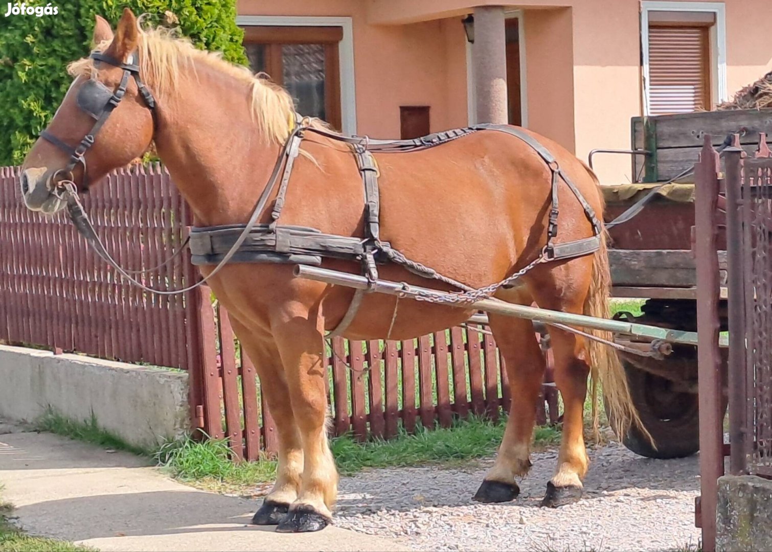 Eladó hidegvérű kanca ló.