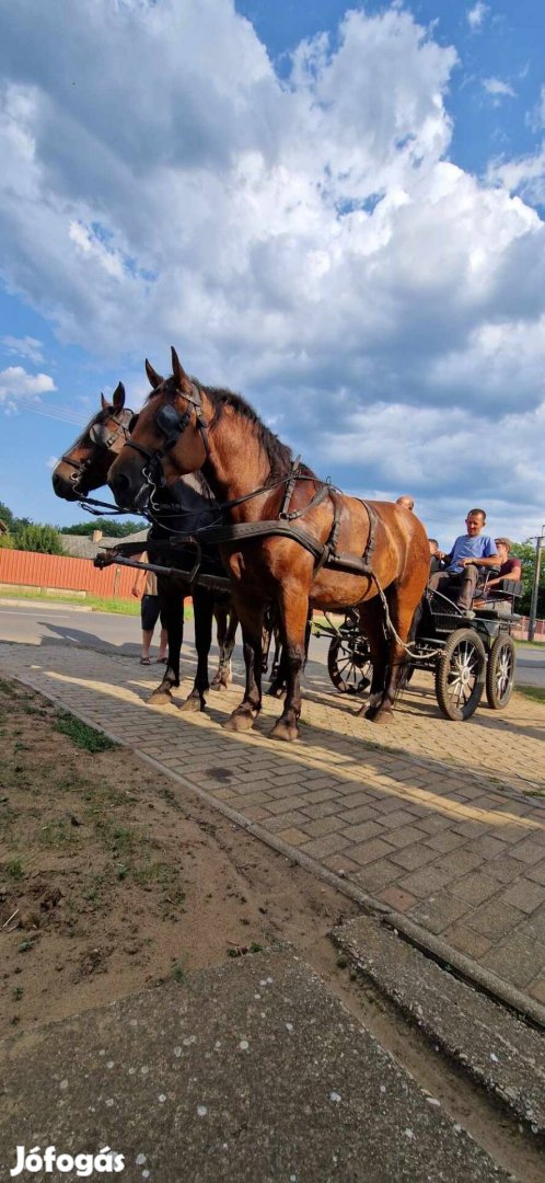 Eladó hidegvérű kanca lovak 