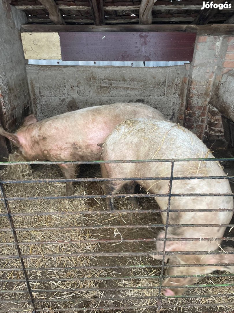 Eladó hízó Felsőnyárádon