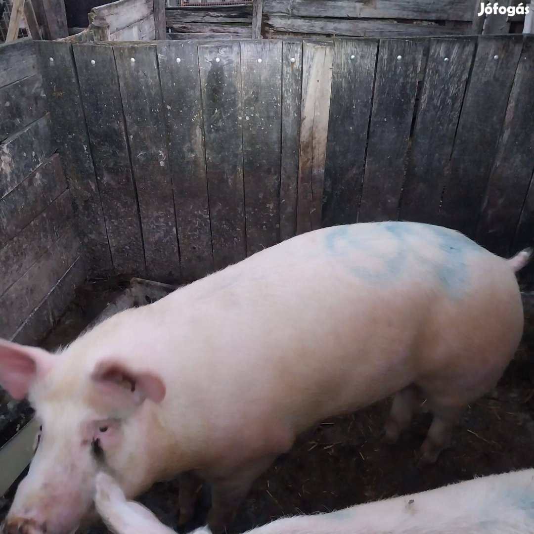 Eladó hizó80-110kg