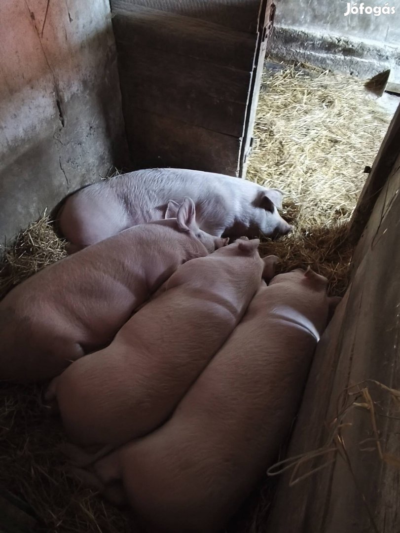 Eladó hízó disznók
