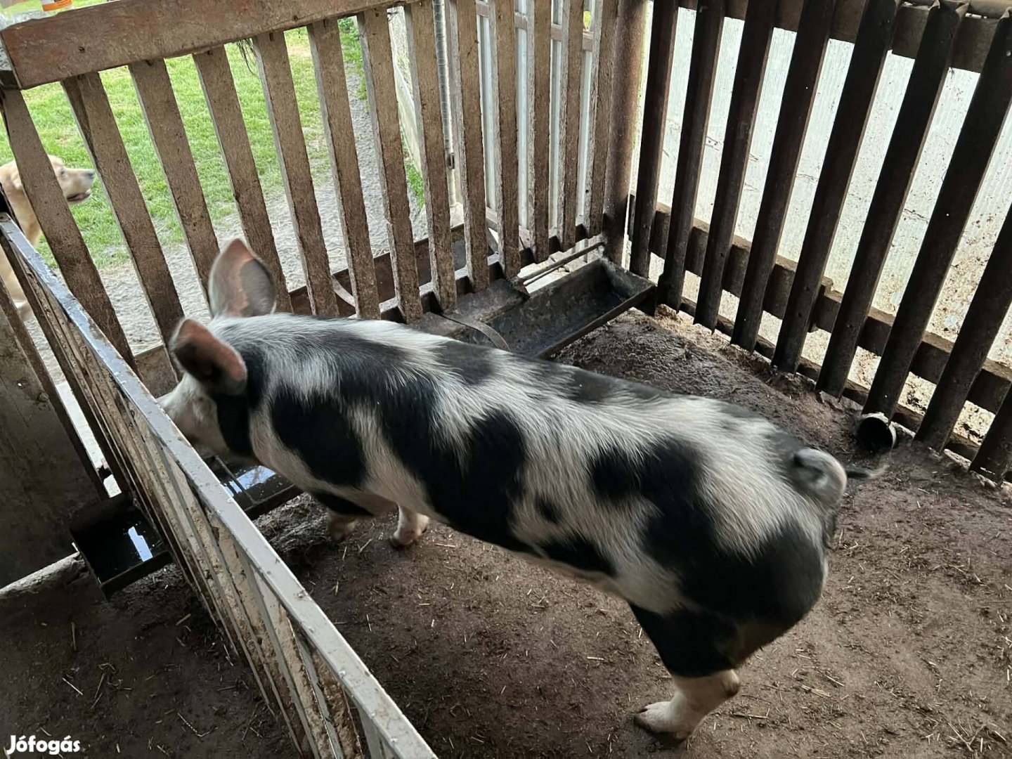 Eladó hizó kb. 100-110 kg.